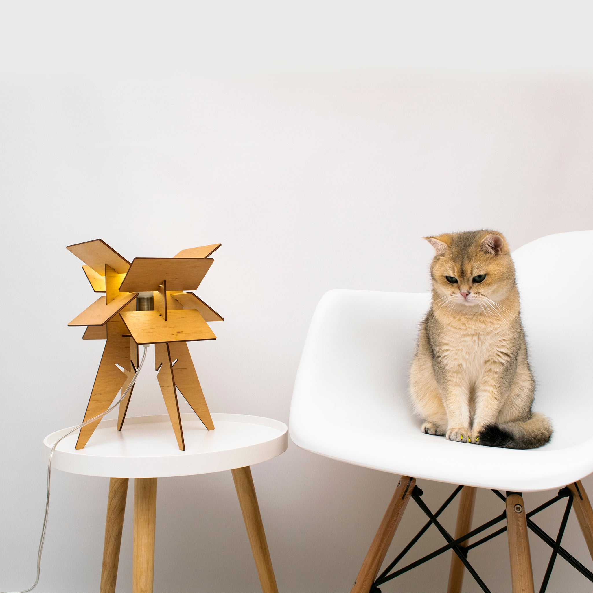 Desk lamp and cat
